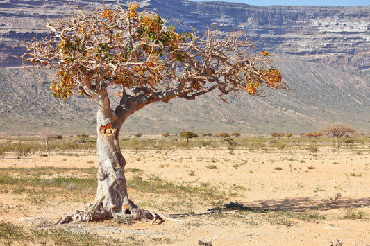 MYRRH 'African' --Commiphora myrrha--