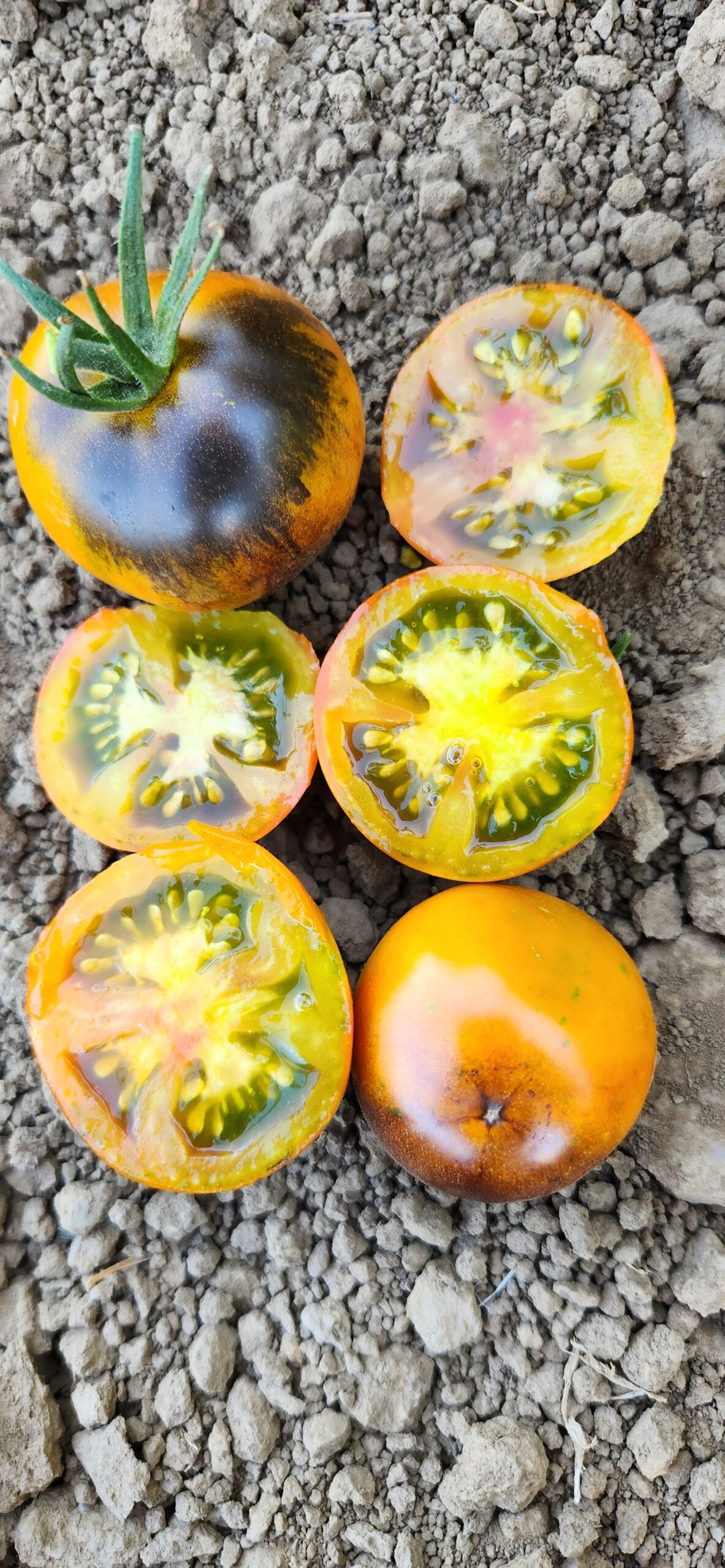 TOMATO 'Copper Olive'