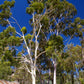 EUCALYPTUS 'Lemon' --Corymbia citriodora--