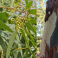 EUCALYPTUS 'Lemon' --Corymbia citriodora--