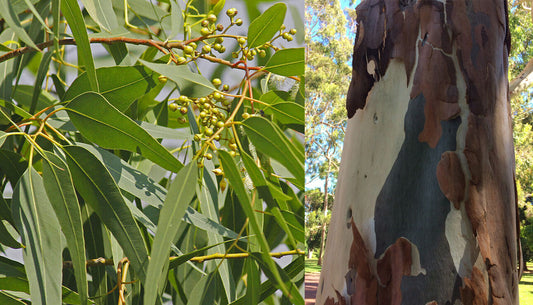 EUCALYPTUS 'Lemon' --Corymbia citriodora--