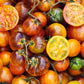 TOMATO 'Cosmic Burst'