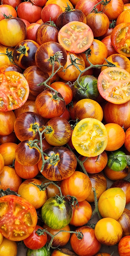 TOMATO 'Cosmic Burst'