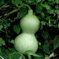EDIBLE GOURD 'Birdhouse' --Lagenaria siceraria--