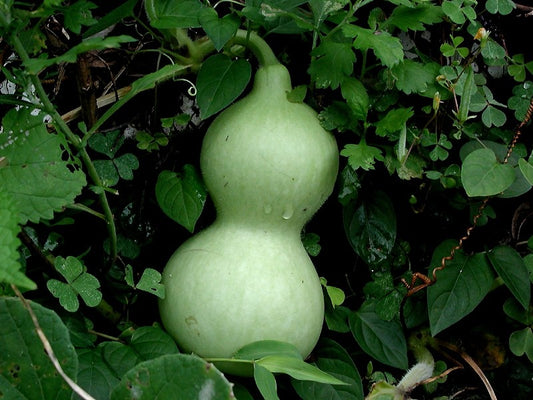 EDIBLE GOURD 'Birdhouse' --Lagenaria siceraria--