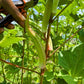 OKRA 'Cow's Horn'