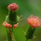 GYNURA 'Fireweed' --Crassocephalum crepidioides--
