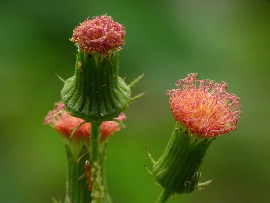 GYNURA 'Fireweed' --Crassocephalum crepidioides--
