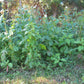 GYNURA 'Fireweed' --Crassocephalum crepidioides--