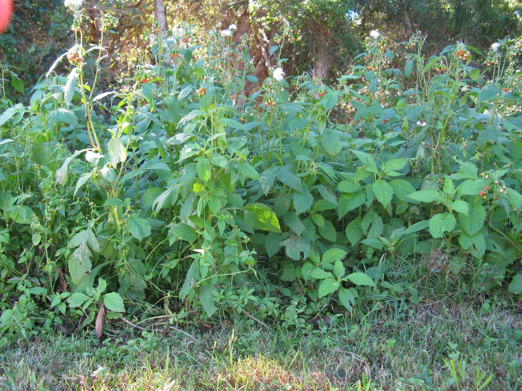 GYNURA 'Fireweed' --Crassocephalum crepidioides--