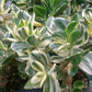 Crassula ovata --Lemon Lime Jade Plant--