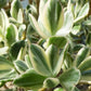 Crassula ovata --Lemon Lime Jade Plant--