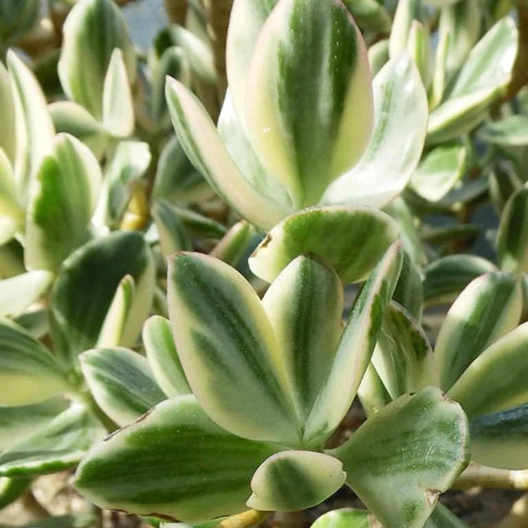 variegated jade plant crassula ovata variegata Crassula ovata --Lemon Lime Jade Plant--
