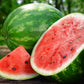 MELON 'Crimson Sweet Watermelon'