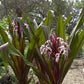 Crinum asiaticum var. procerum 'Splendens' --Queen Emma's Purple Lily--