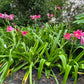 Crinum --Infusion Lily--