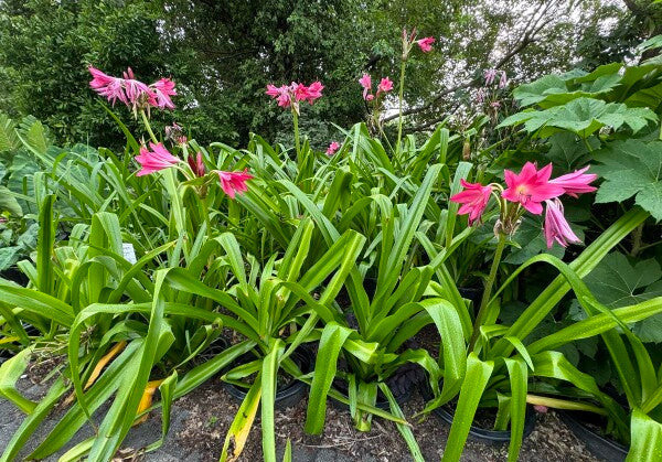 Crinum --Infusion Lily--