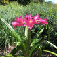 Crinum --Infusion Lily--