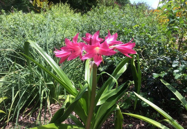 Crinum --Infusion Lily--