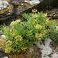FENNEL 'Sea' --Crithmum maritimum--