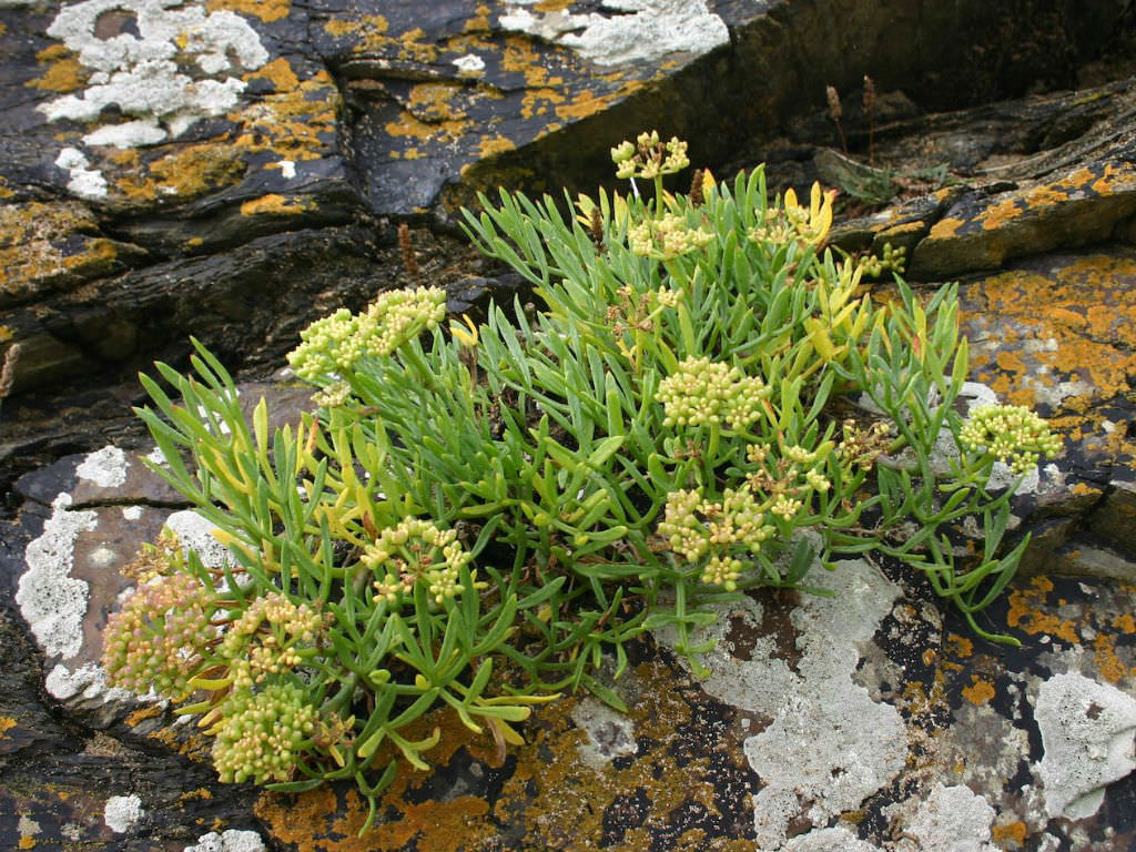 FENNEL 'Sea' --Crithmum maritimum--