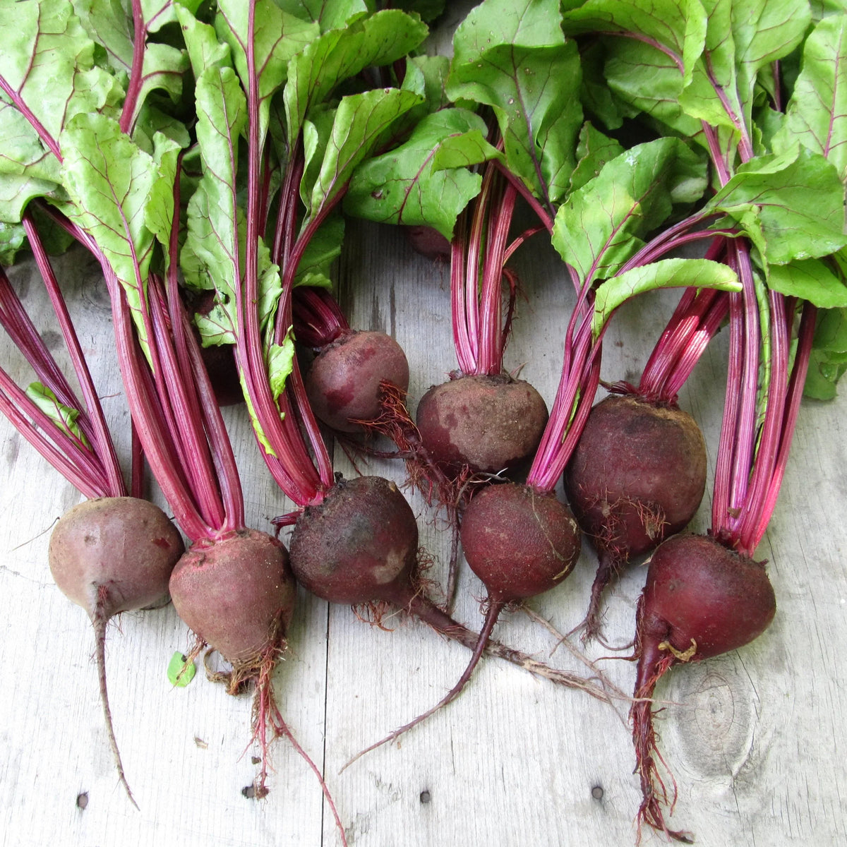 BEETS 'Crosby's Egyptian'