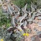 EDIBLE GOURD 'Buffalo' --Cucurbita foetidissima--