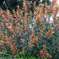 Cuphea micropetala --Candy Corn Plant--