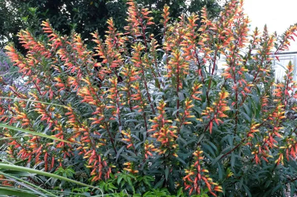 Cuphea micropetala --Candy Corn Plant--