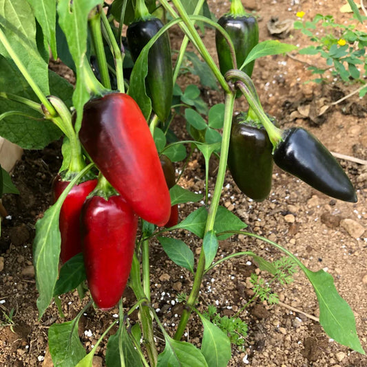 PEPPER 'Czech Black'