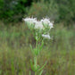 Eupatorium hyssopifolium --Hyssop-leaved Boneset--
