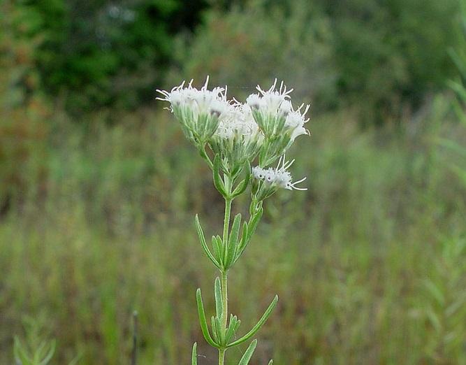 Eupatorium hyssopifolium --Hyssop-leaved Boneset--