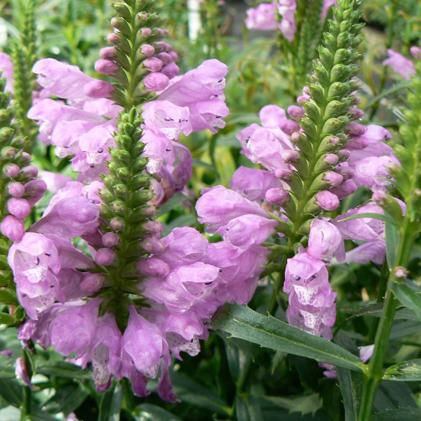 Physostegia virginiana --Fall Obedient plant--