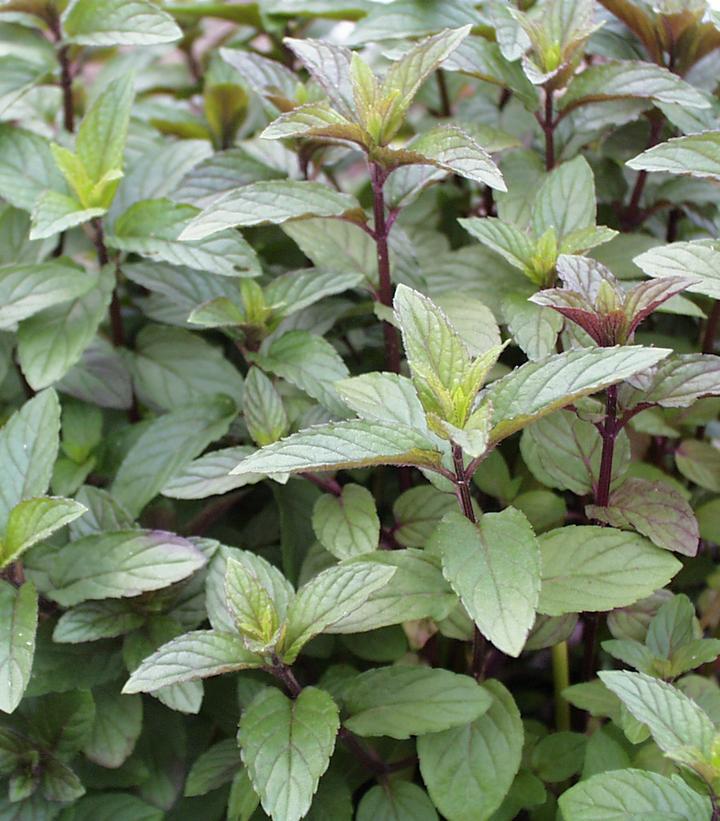 MINT 'Chocolate Mocha' --Mentha x. piperita--