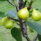 FIG 'Ischia' --Ficus carica--