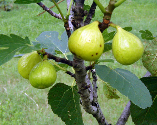 FIG 'Ischia' --Ficus carica--