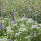 Eupatorium hyssopifolium --Hyssop-leaved Boneset--