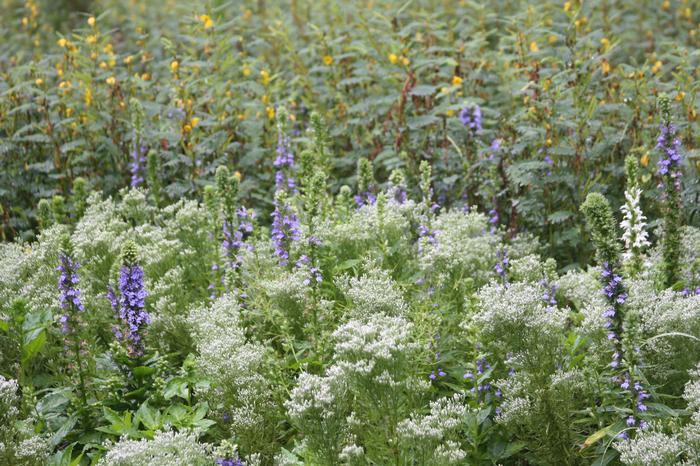 Eupatorium hyssopifolium --Hyssop-leaved Boneset--
