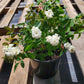 Rosa chinensis v. minima --White Clusters Double Rose--