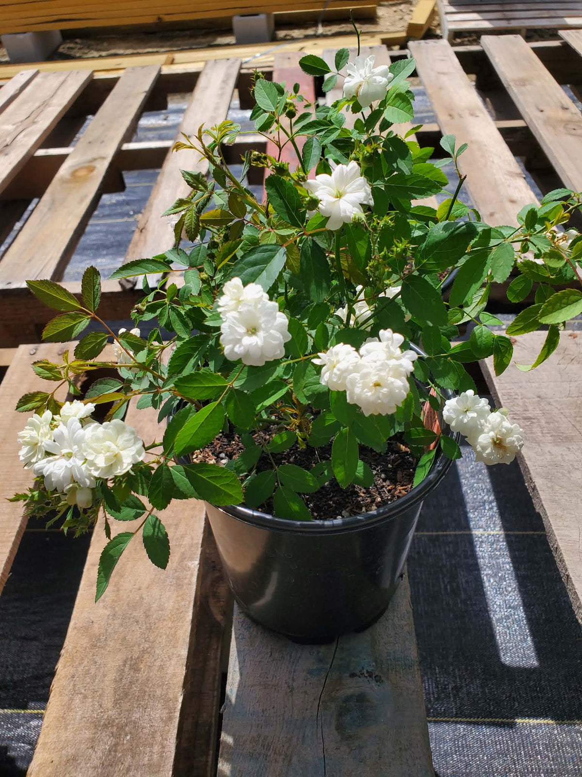 Rosa chinensis v. minima --White Clusters Double Rose--