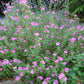 Pavonia lasiopetala --Rock Rose--