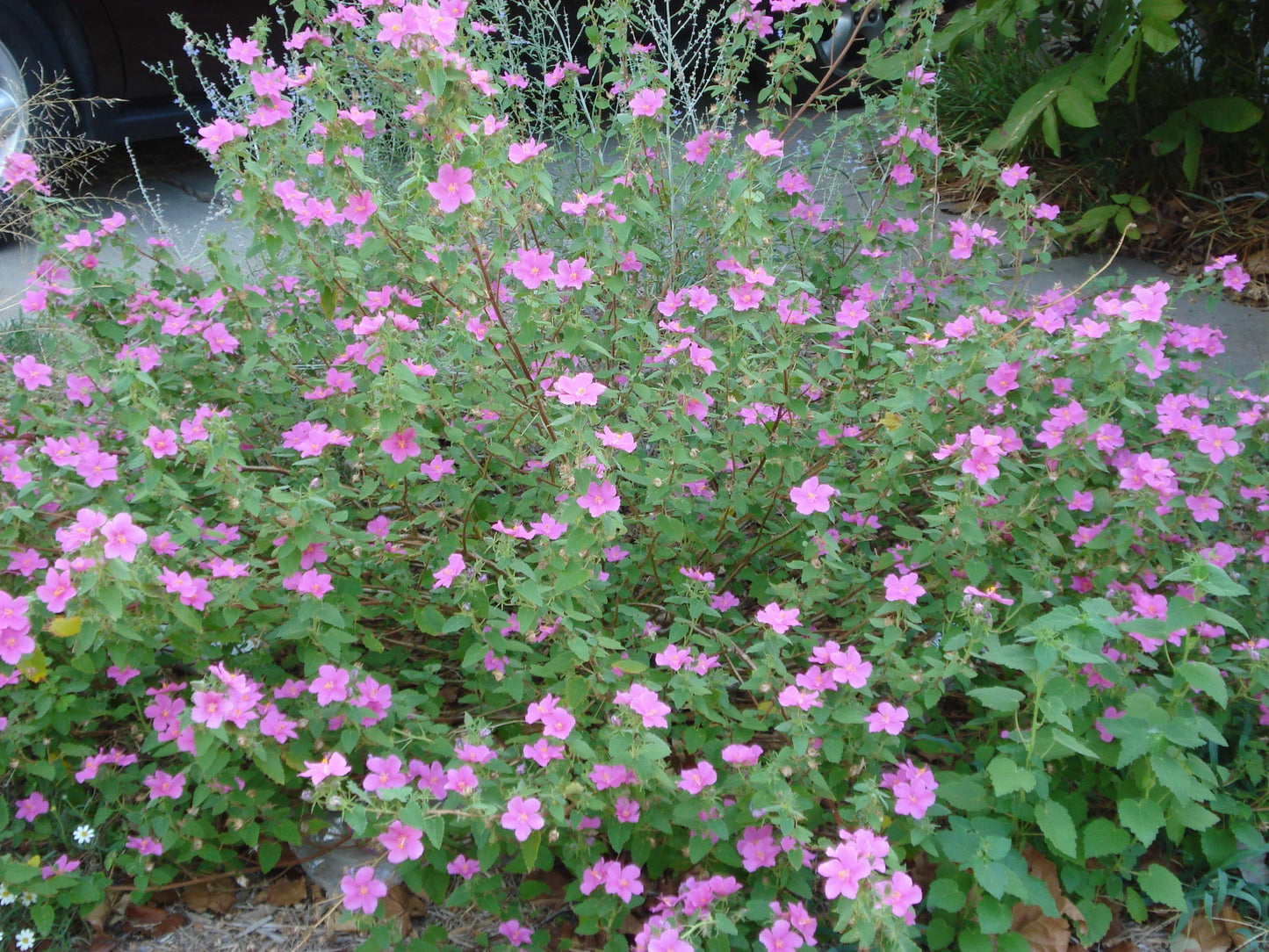 Pavonia lasiopetala --Rock Rose--