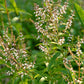 VERBENA 'Lemon' --Aloysia citrodora--