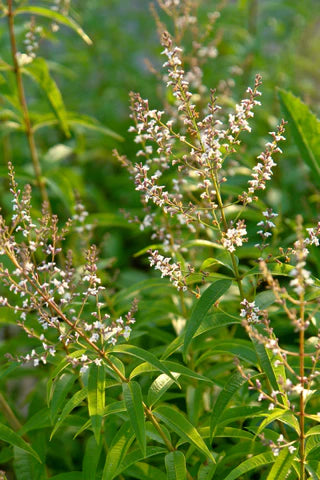 VERBENA 'Lemon' --Aloysia citrodora--
