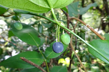 PASSIONFLOWER 'Corkystem' --Passiflora suberosa--