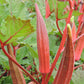 OKRA 'Jing Orange'