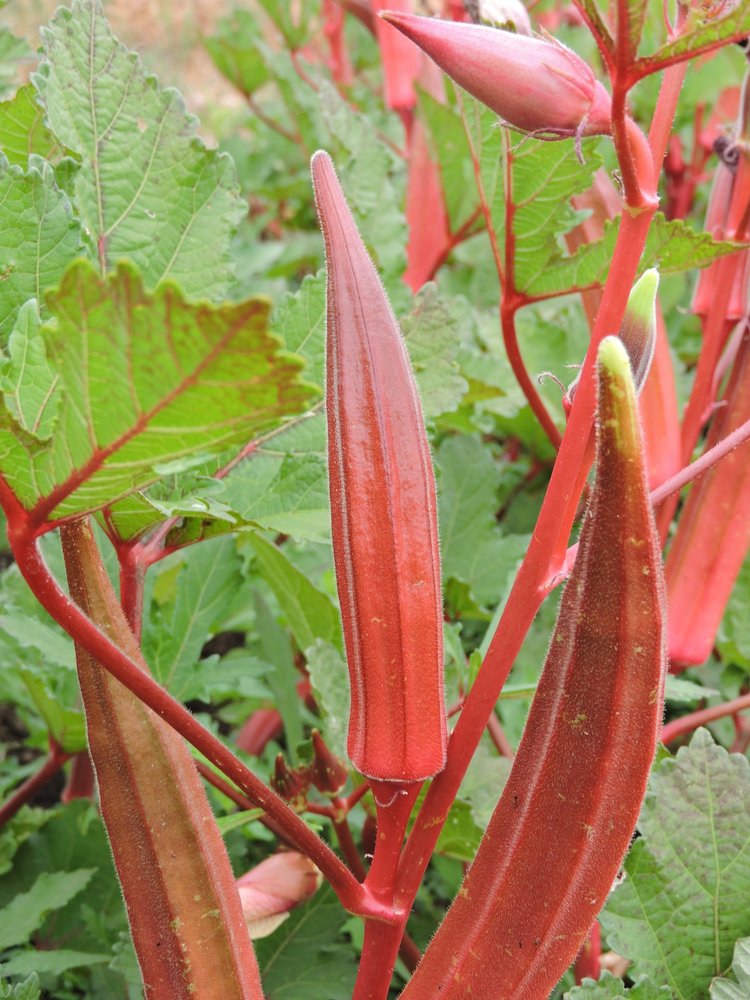 OKRA 'Jing Orange'