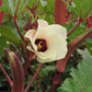 OKRA 'Jing Orange'