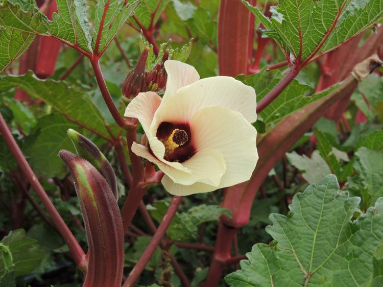OKRA 'Jing Orange'