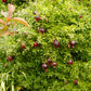 POMEGRANATE 'Eight Ball' --Punica granatum--